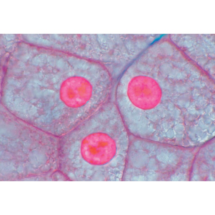 Johannes Lieder Prepared Microscope Slide, Animal and Plant Cells, Set of 2