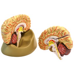 Eisco Labs Life Size Human Brain Model with Arteries