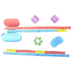 NewPath Learning DNA Replication 3-D Model Kit, 1 Teacher Guide and 5 Student Guides 2087431