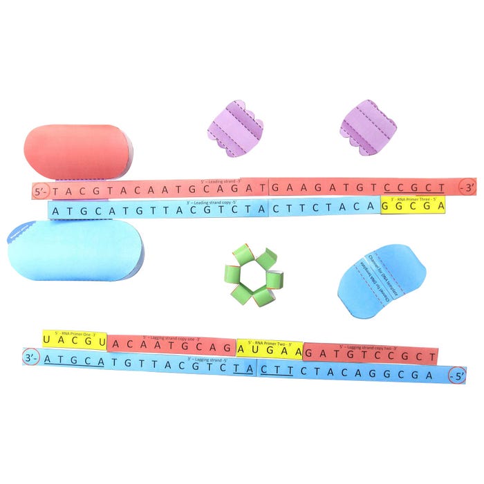 NewPath Learning DNA Replication 3-D Model Making Kit