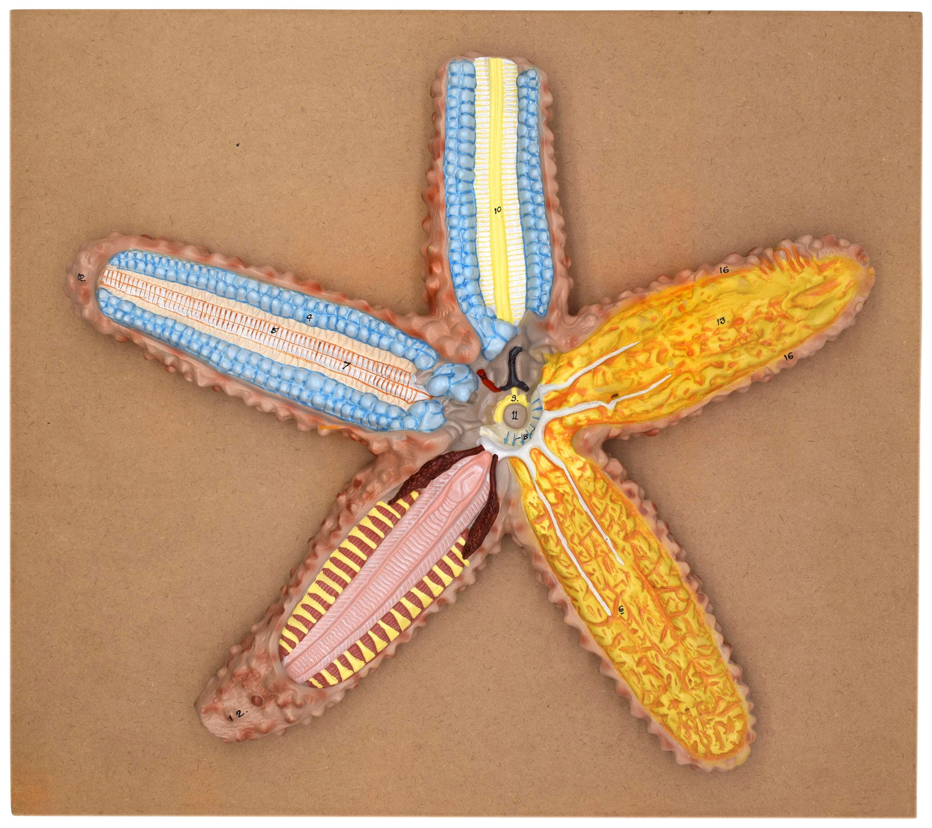 Science Animal Studies, Item Number 2023105