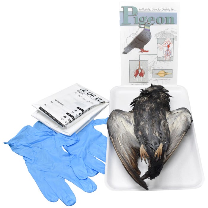 Frey Scientific Choice Preserved Pigeon without Dissection Tools, Double Injected