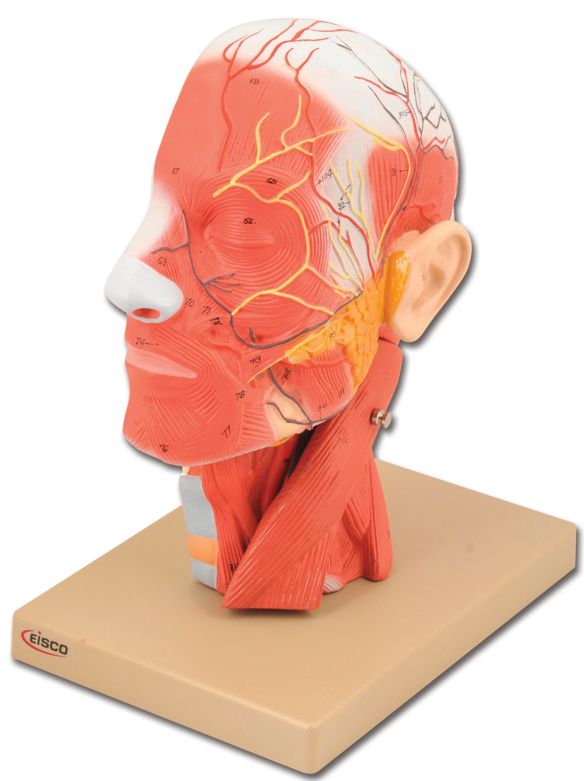 Lab and Anatomical Models, Item Number 1457382