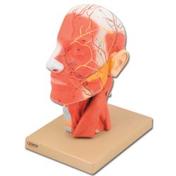 Lab and Anatomical Models, Item Number 1457382
