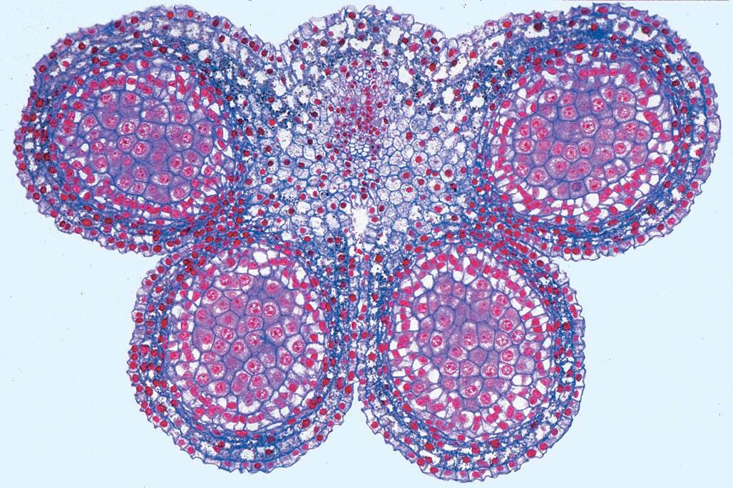 Science Survey Sets, Item Number 529437