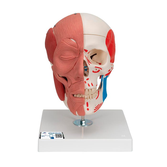 3B Scientific Skull with Facial Musculature