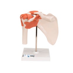 Lab and Anatomical Models, Item Number 576425