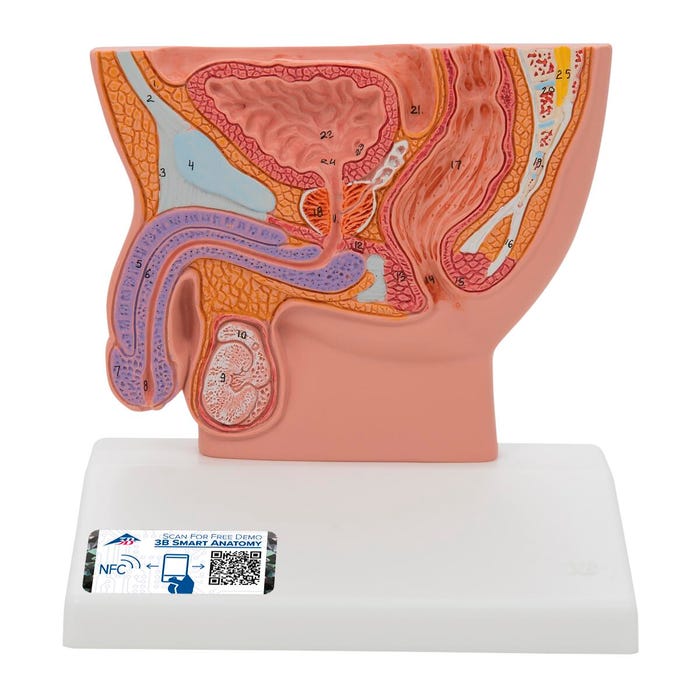 3B Scientific Male Pelvis in Median Section, 1/2 Life-Size Model