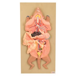 Lab and Anatomical Models, Item Number 1561475