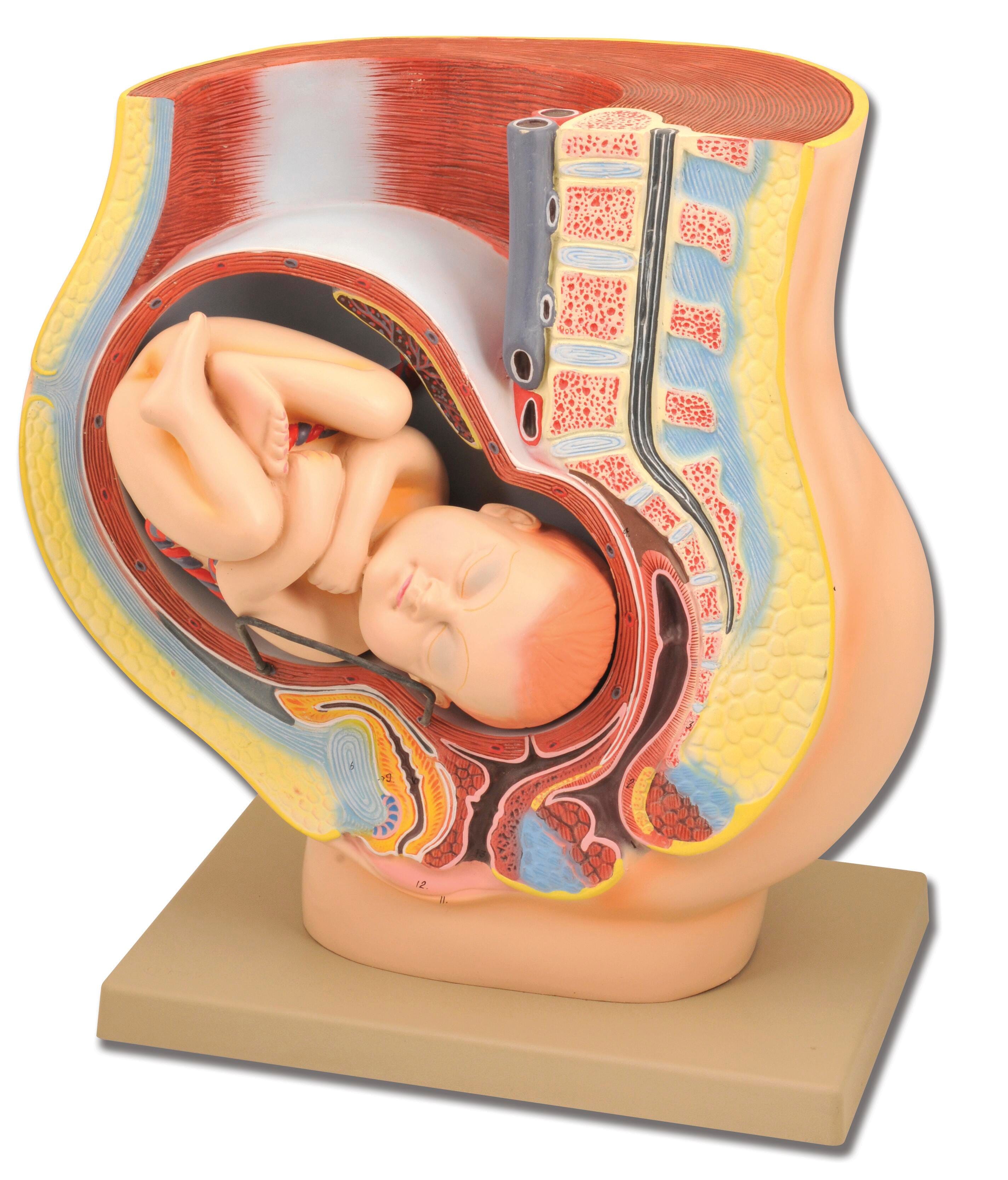 Lab and Anatomical Models, Item Number 1457376