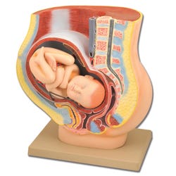 Lab and Anatomical Models, Item Number 1457376