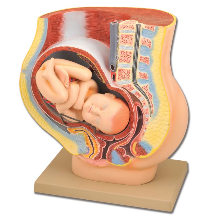 Eisco Human Pregnancy Model with Removable Fetus
