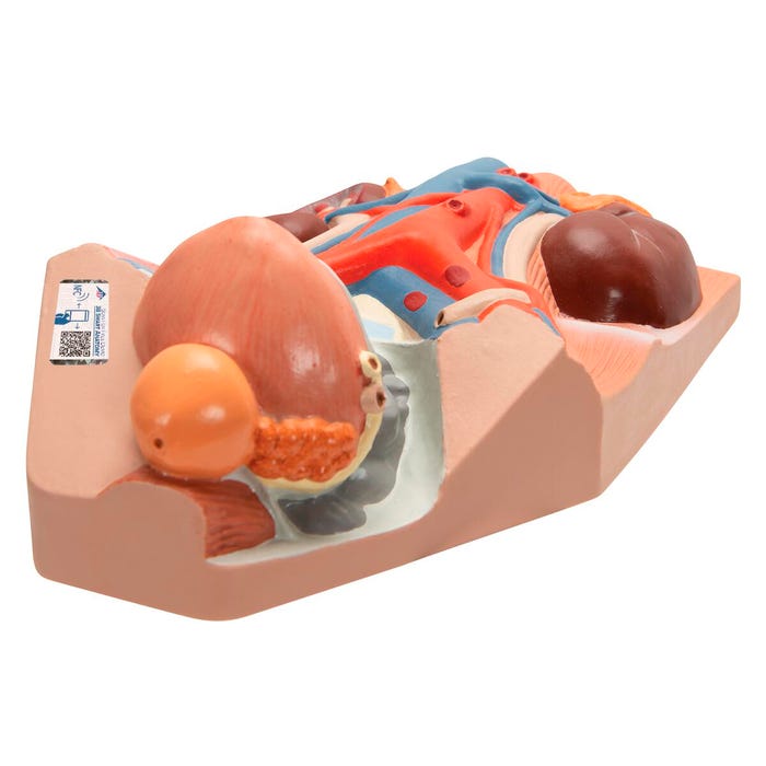 3B Scientific Male Urinary System