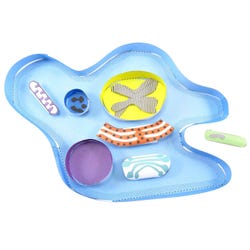 NewPath Learning Amoeba 3-D Model Kit, 1 Teacher Guide and 5 Student Guides 2087408