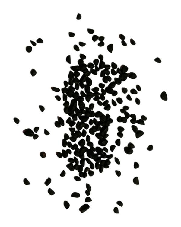 Frey Scientific Seeds, Morning Glory, Pack of 60 (approx), Item Number 586575