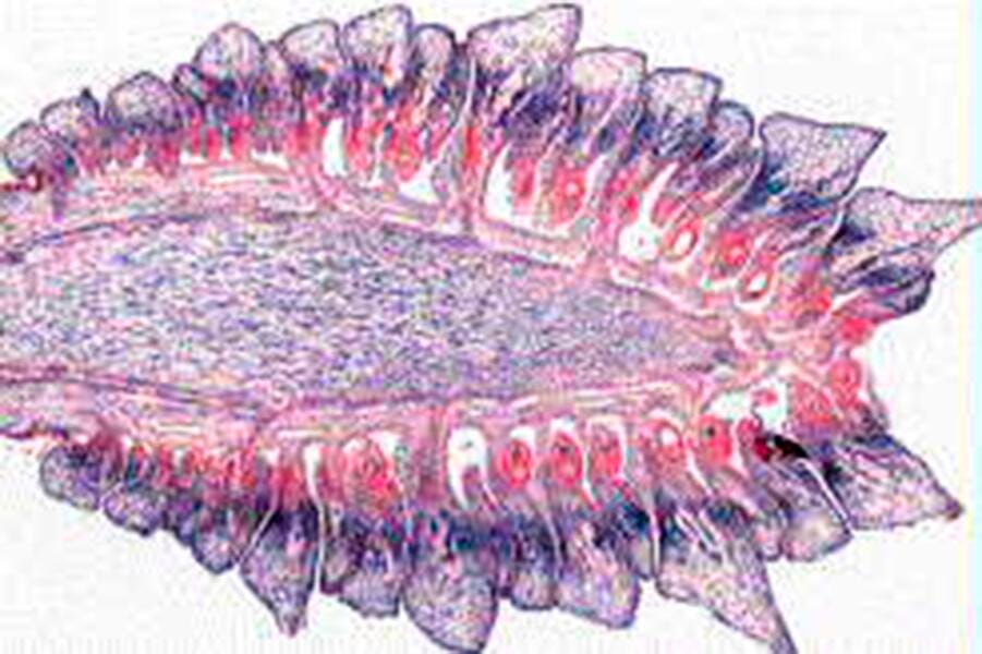 Johannes Lieder Human Histology Prepares Slides, Set of 40, Item Number 567371