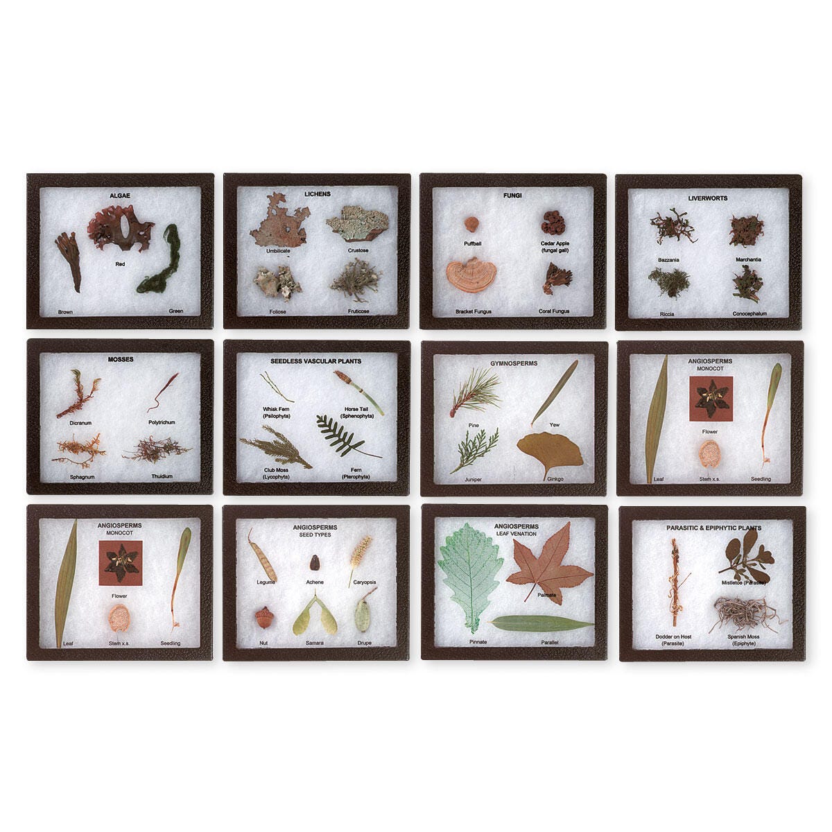 Image for Plant Kingdom Activity Set from School Specialty