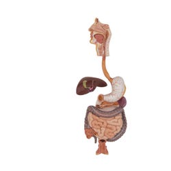 Digestive System Model, 3 Pieces