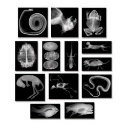 Zoology, Entomology, Item Number 082135
