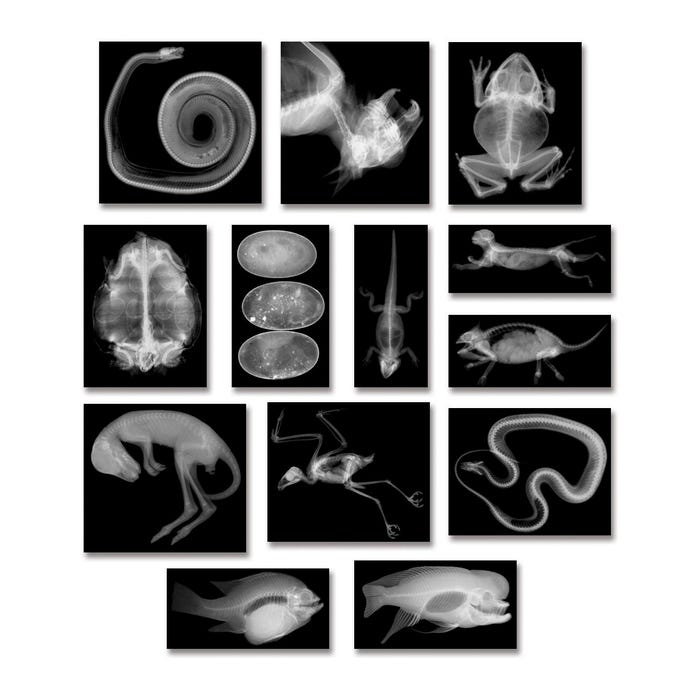 Roylco Animal X-Rays, 8 x 10 Inches, Set of 14
