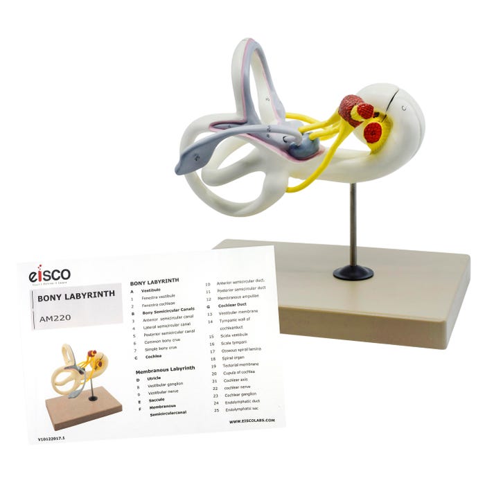Eisco Inner Ear Labyrinth Model, 16X Life Size, Sectioned Cochlea