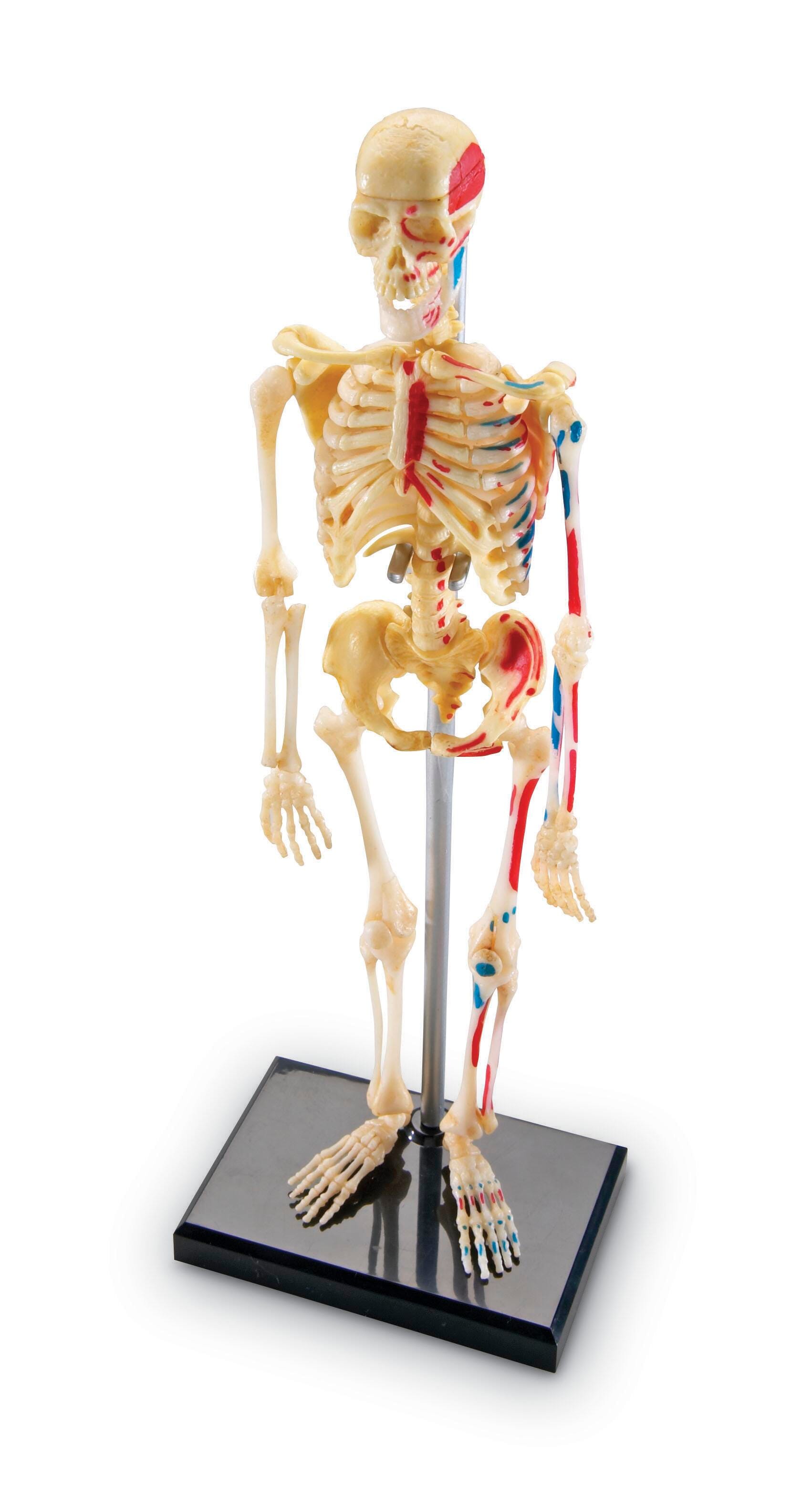 Learning Resources Human Skeleton Model 1321191
