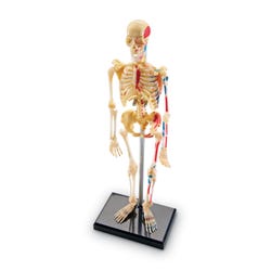 Learning Resources Human Skeleton Model 1321191