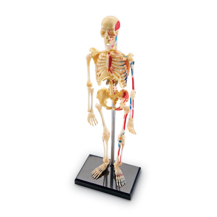 Learning Resources Human Skeleton Model, 9-1/5 Inches