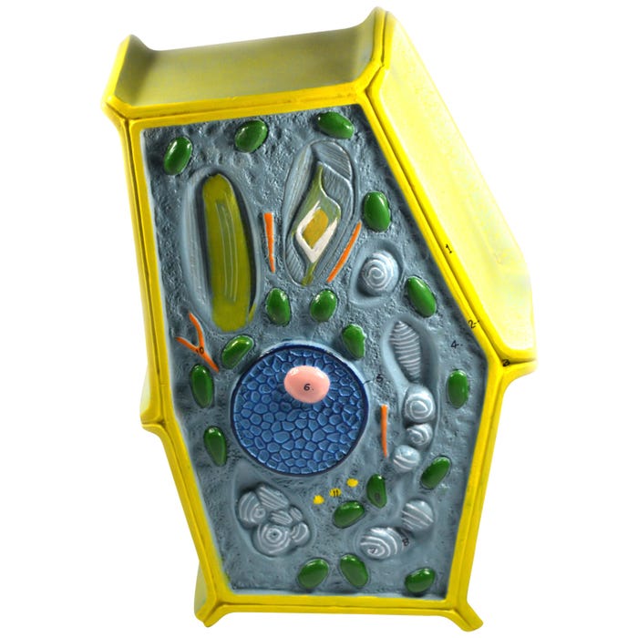 Eisco Labs Plant Cell Model, Free Standing, 50 Million Times Enlarged