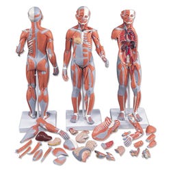 Anatomy & Physiology Books, Models Supplies, Item Number 1459207