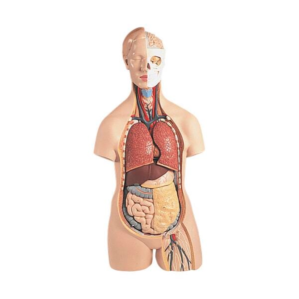 Lab and Anatomical Models, Item Number 1319476