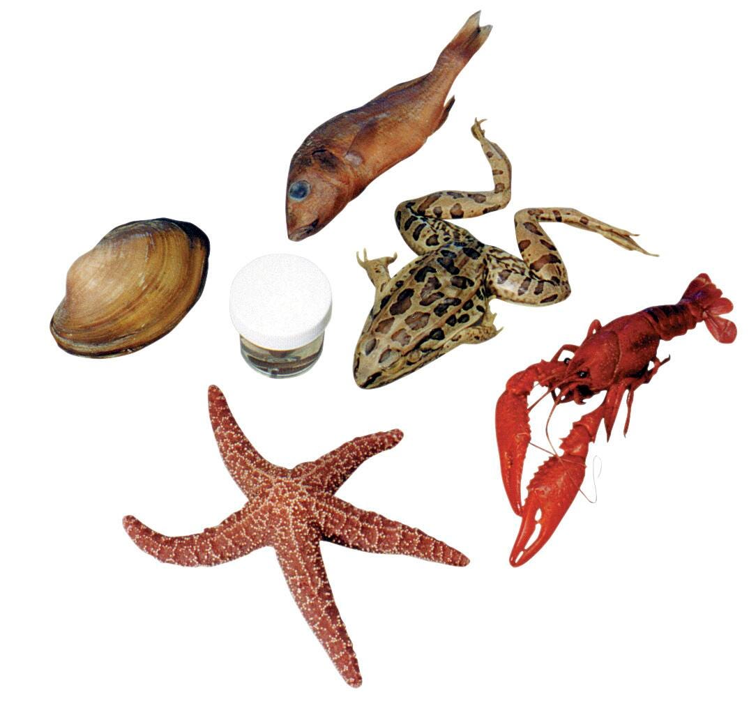 Frey Scientific Large Six Specimen Super Classroom Pack, 25 Each of 6 Specimens, Item Number 596784