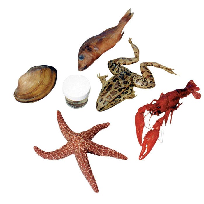 Frey Scientific Choice Medium Specimen Classroom Pack, 10 Each of 6 Specimens