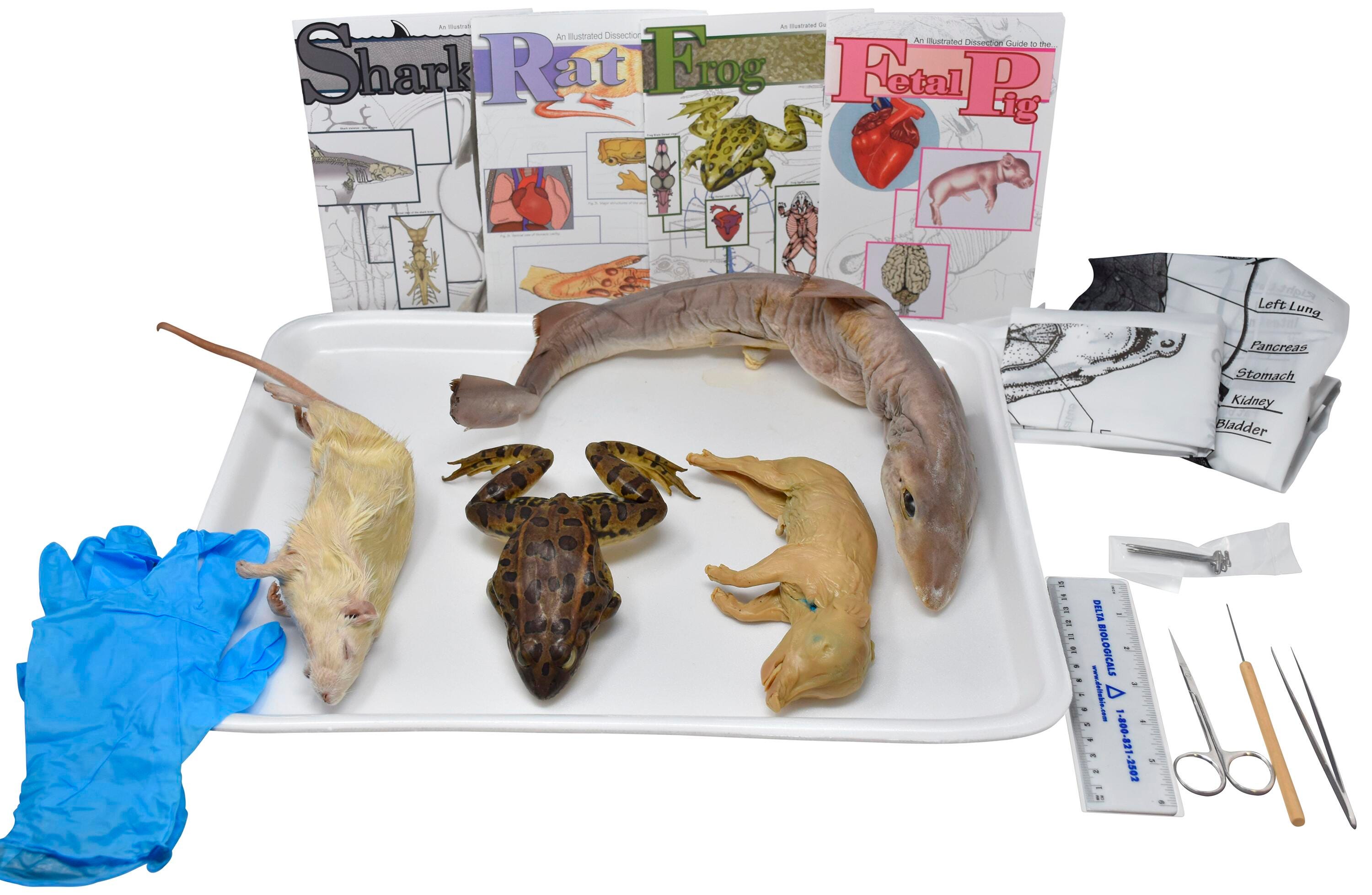 Frey Choice Dissection Kit - Animal Set with Dissection Tools, Item Number 2041248