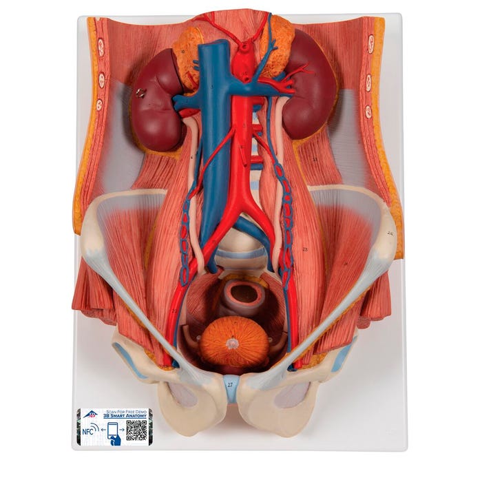 3B Scientific Dual Sex Urinary System Model