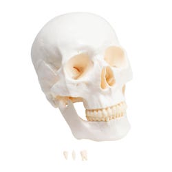 United Scientific Plastic Skull