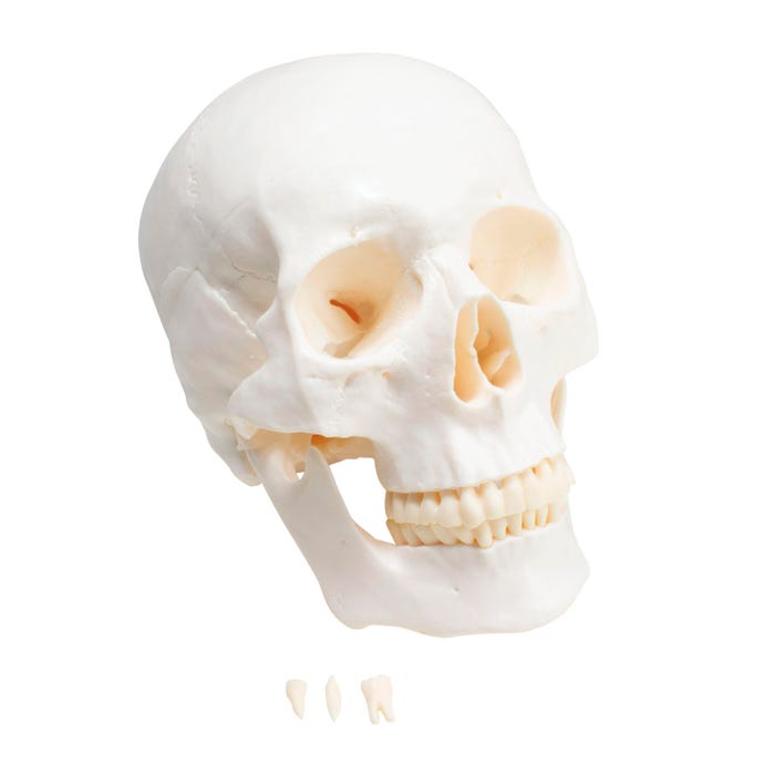United Scientific Plastic Skull