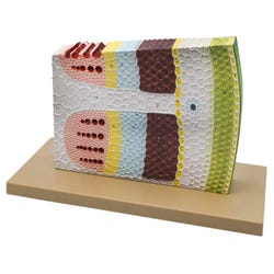Dicot Stem Model, Three Dimensional, Transverse and Longitudinal Section View 2144640