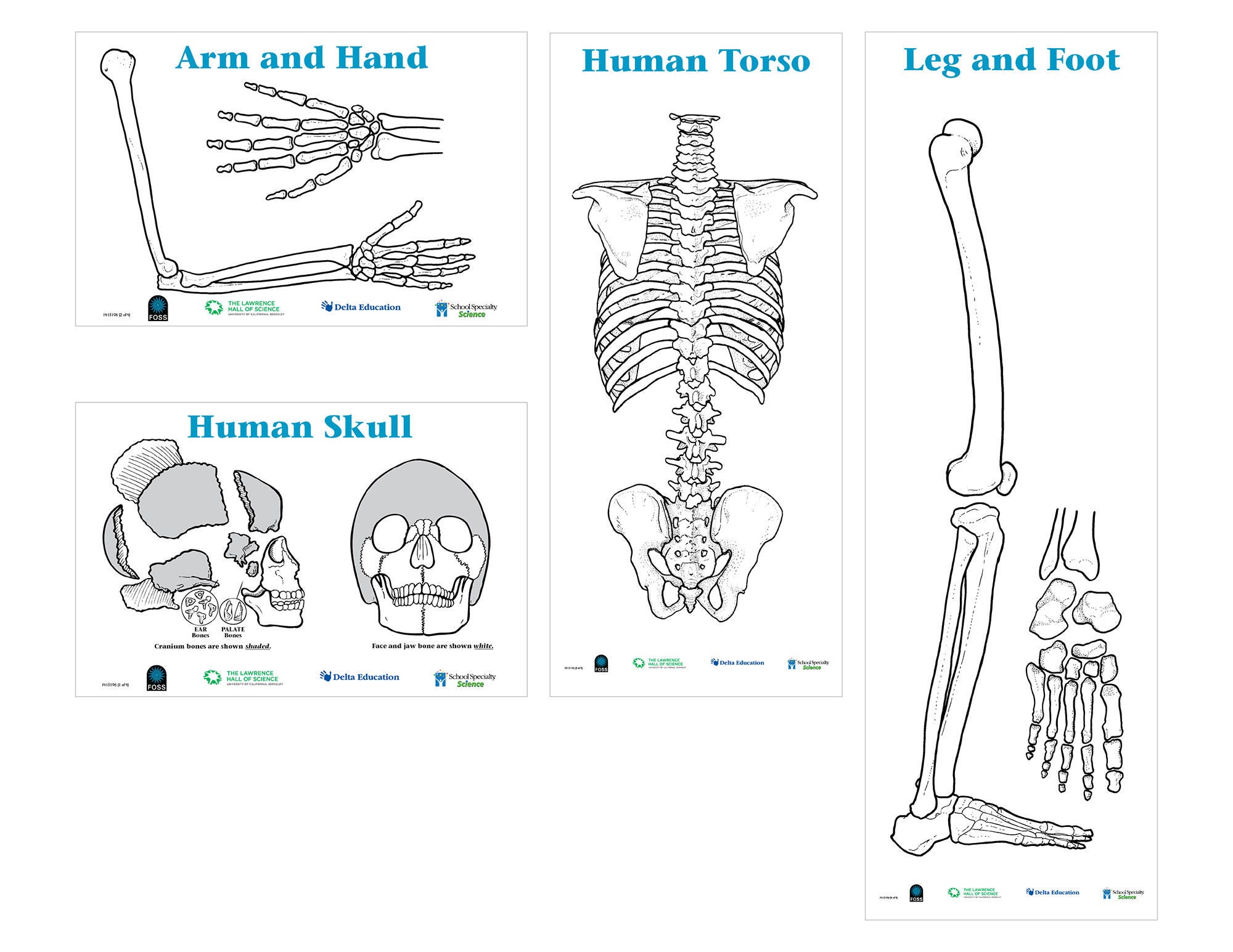 FOSS Skeleton Poster Set 1415196