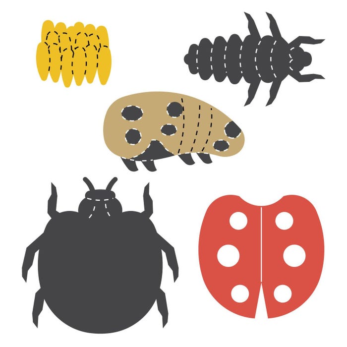 AccuCut Ladybug Life Cycle Dies, Set of 4