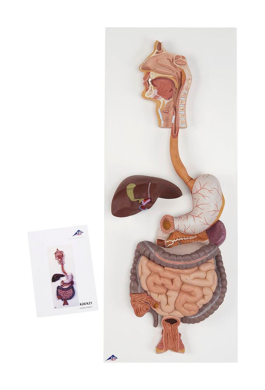 Image for Digestive System (3-Part) from School Specialty