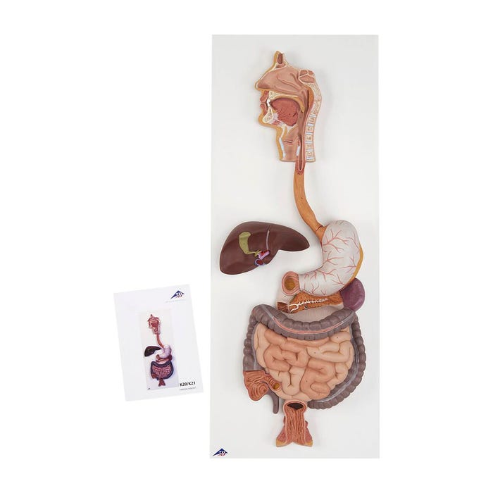 Digestive System Model, 3 Pieces