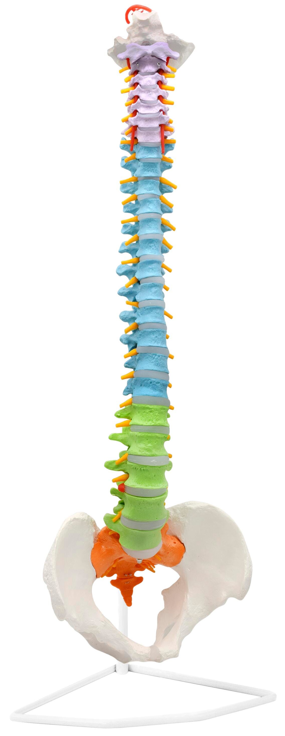 Eisco Human Spine Model, Includes Mount 2144627