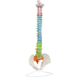 Eisco Human Spine Model, Includes Mount 2144627