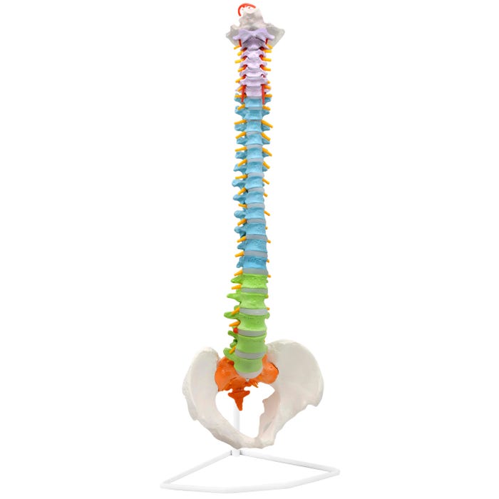 Eisco Human Spine Model, Includes Mount