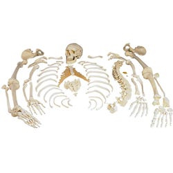 Lab and Anatomical Models, Item Number 562993