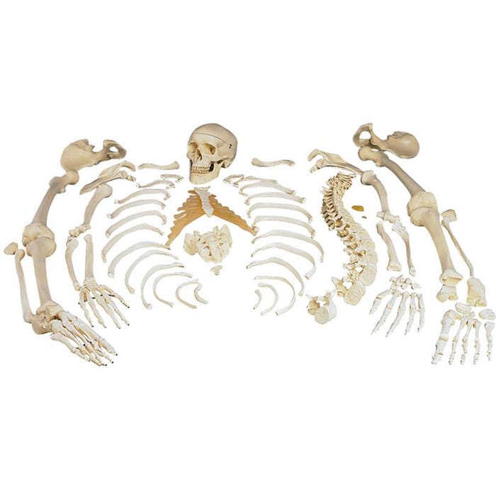 3B Scientific Disarticulated Human Skeleton, 53 Pieces