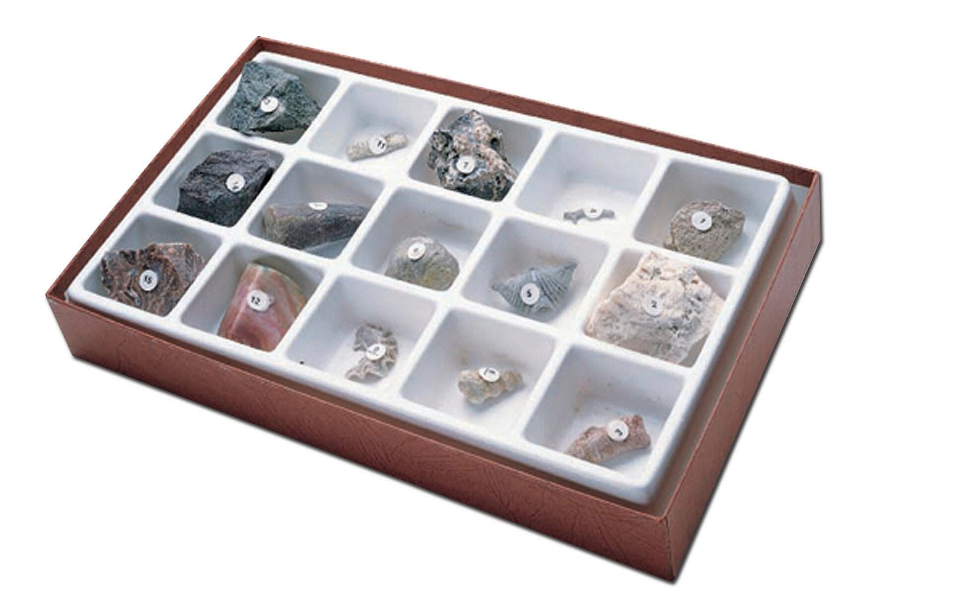 Scott Resources General Fossil Collection 563843