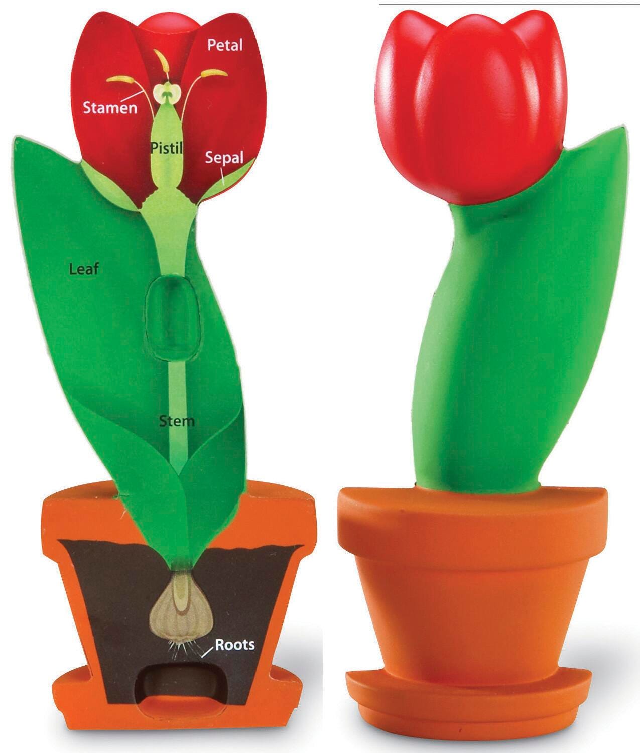 Learning Resources Cross-Section Flower Model 1015079