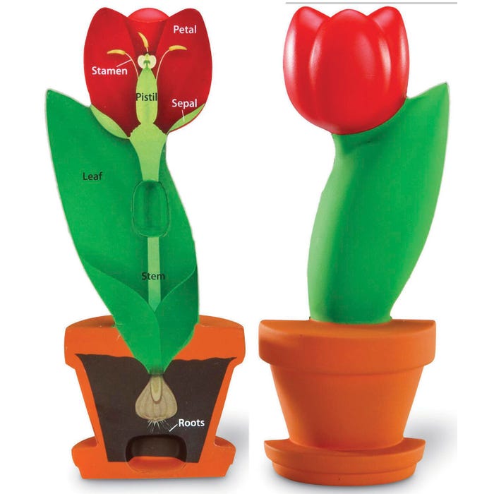 Learning Resources Soft Foam Cross-Section Flower Model, 6 Inches